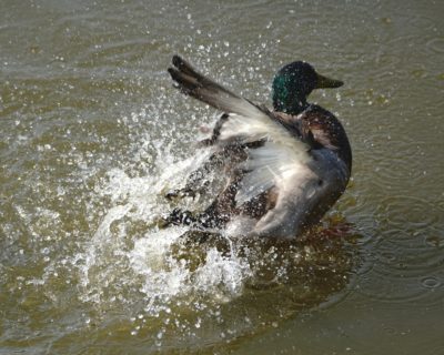 Mallard Duck