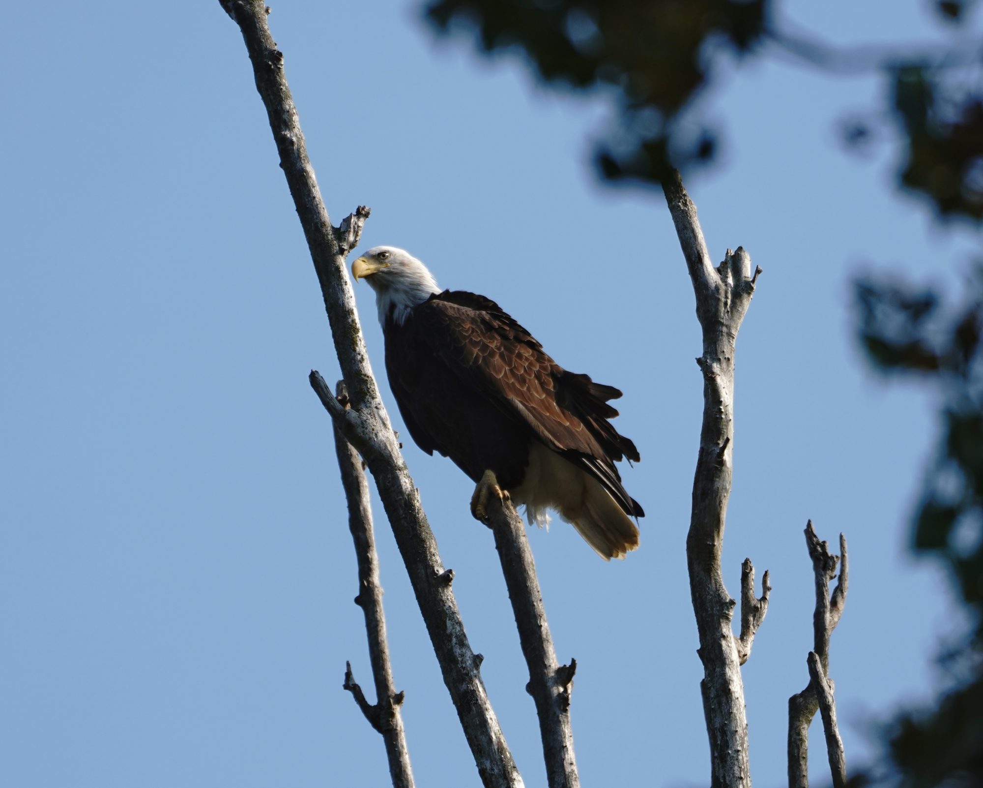 Bald Eagle