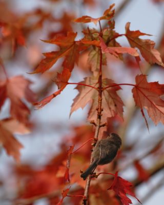 Bushtit in fall foliage