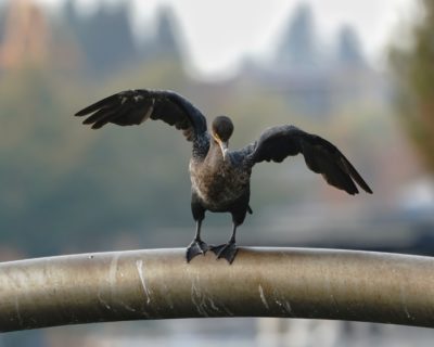 Double-crested Cormorant stretching wings