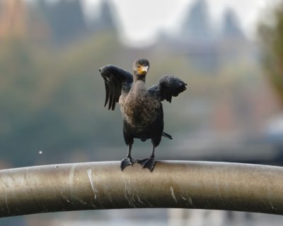 Double-crested Cormorant folding wings