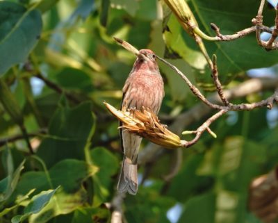 House Finch