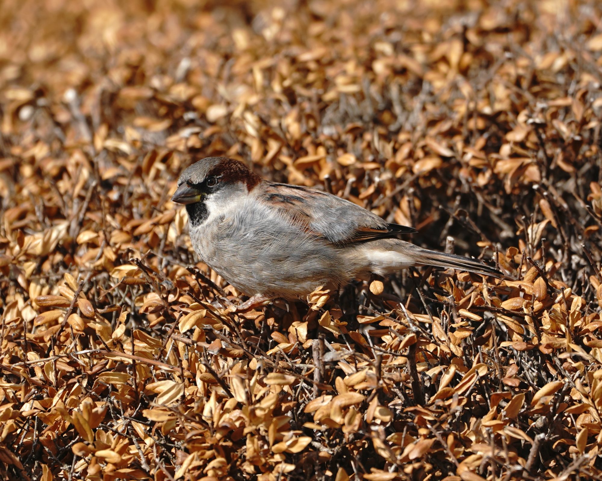 House Sparrow in dried bush