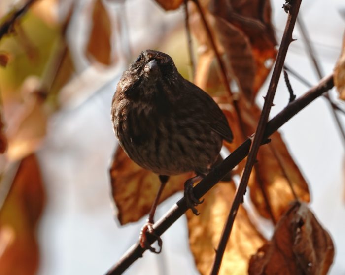 Song Sparrow in the shade