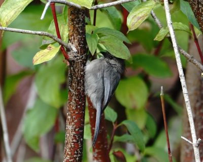 Bushtit in a tree