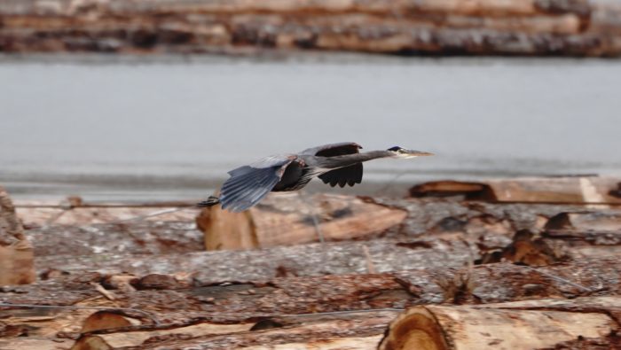 Great Blue Heron in flight