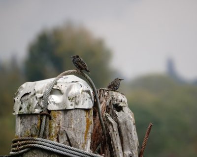 Two starlings