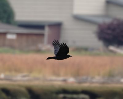 Crow in flight