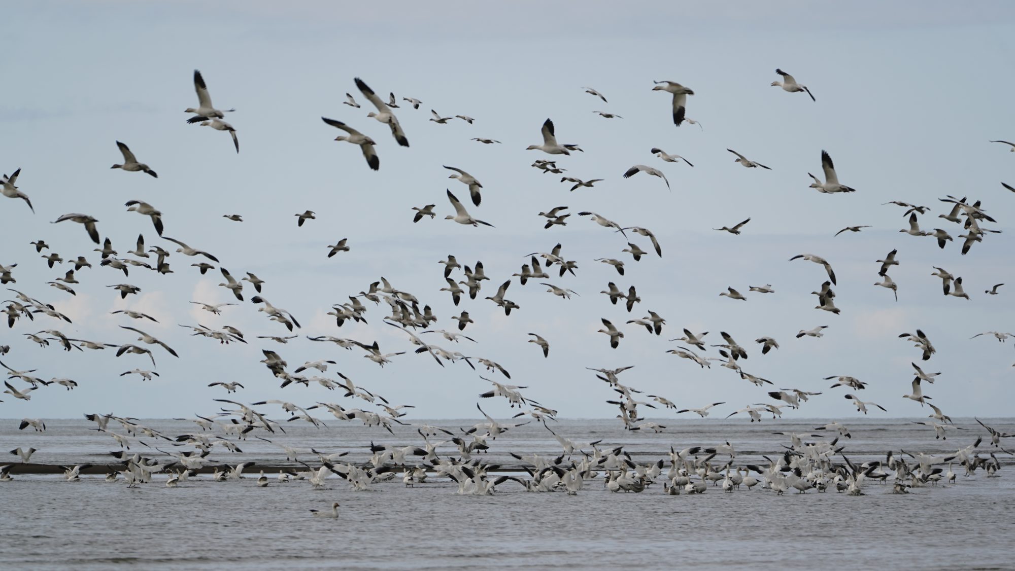 Snow Geese