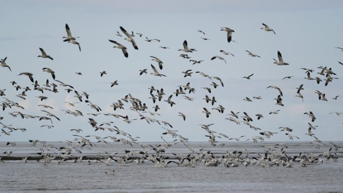 Snow Geese