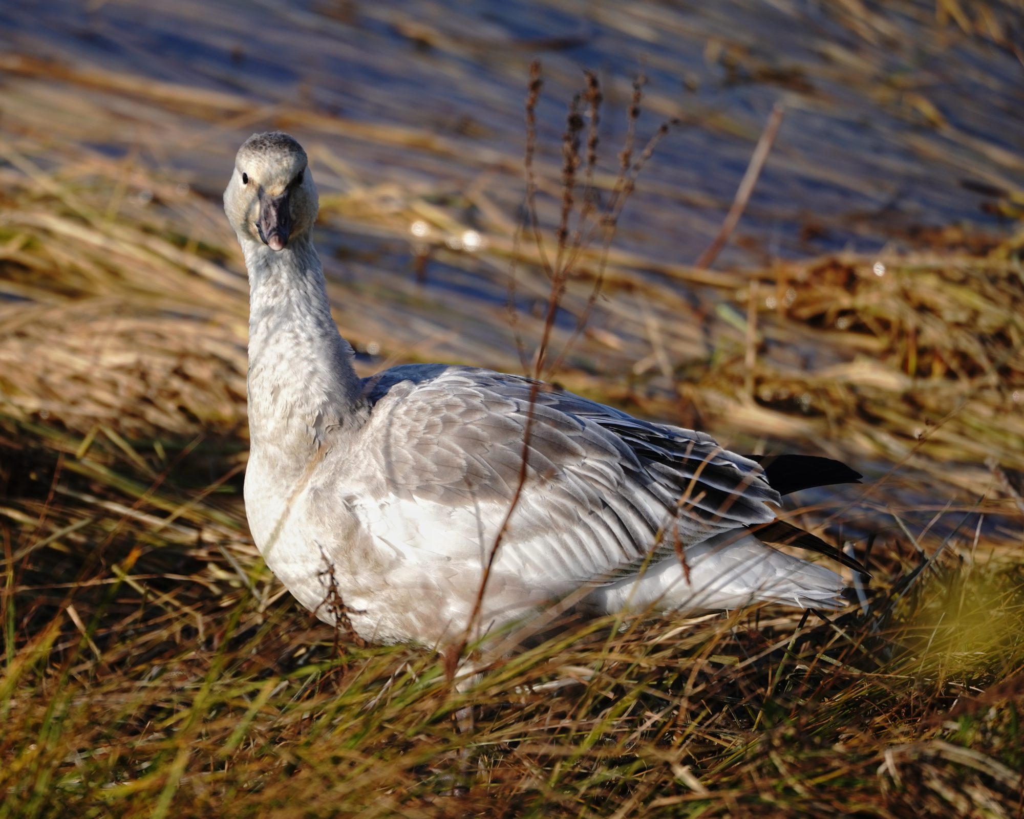 Snow Goose