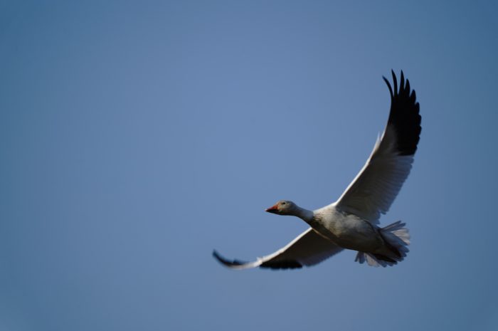 Snow Goose in flight