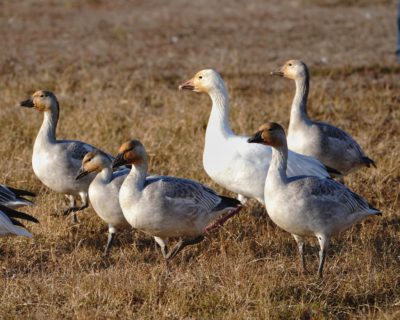 Snow Geese