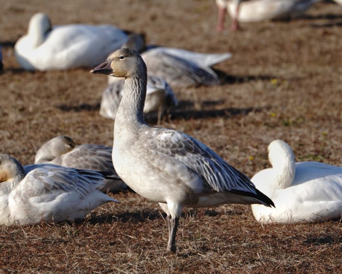 Snow Geese