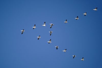 Snow Geese in flight