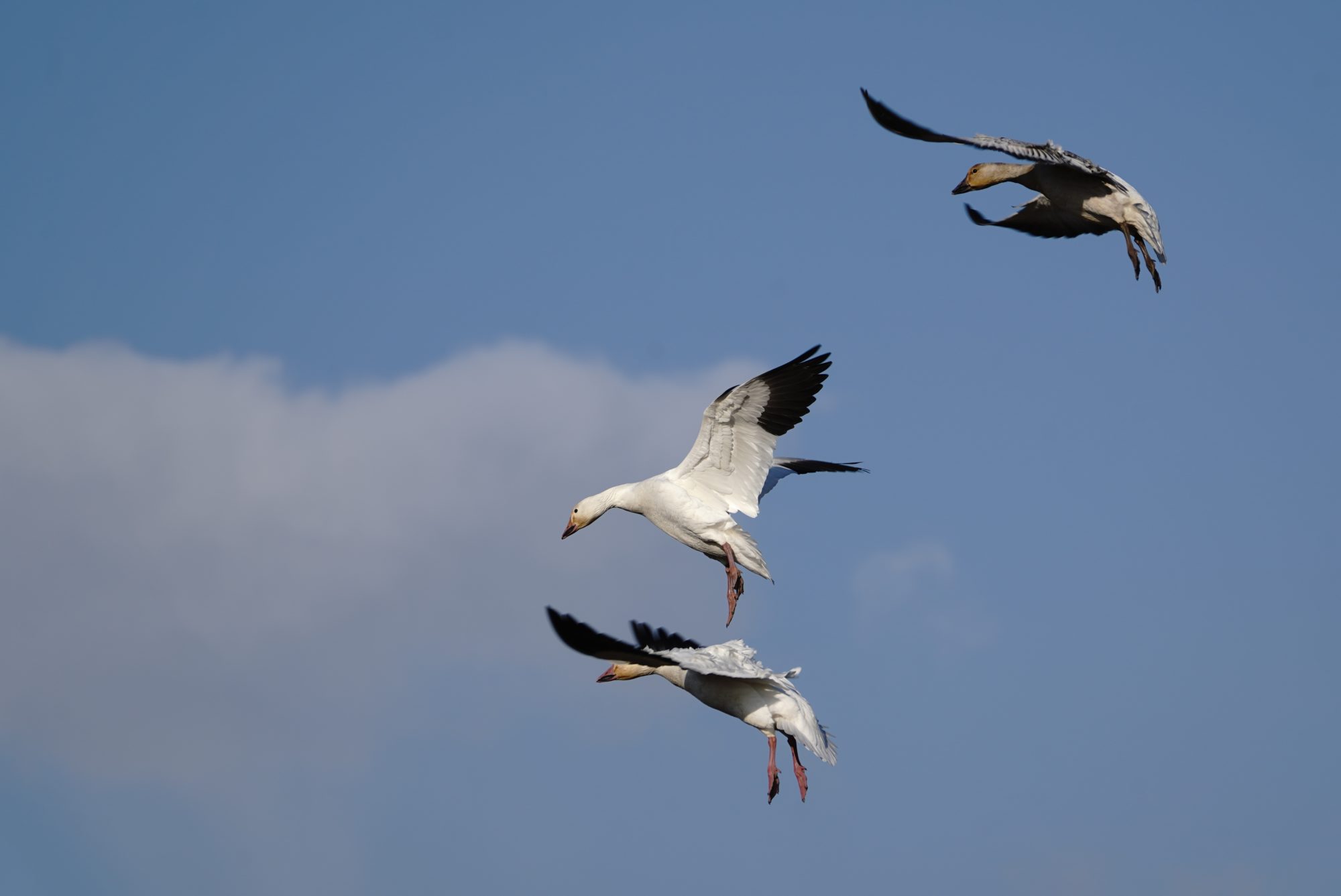 Snow Geese