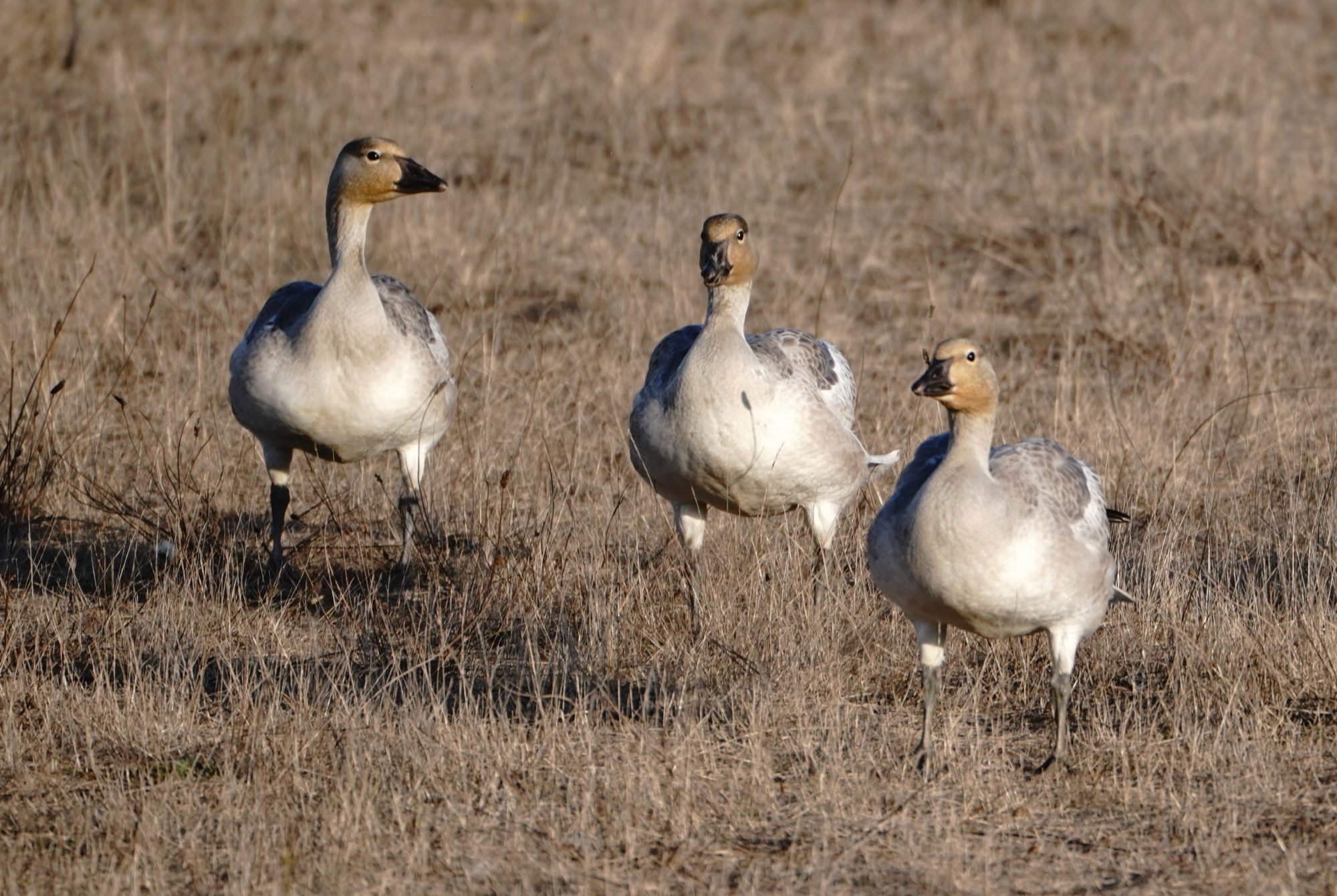 Snow Geese