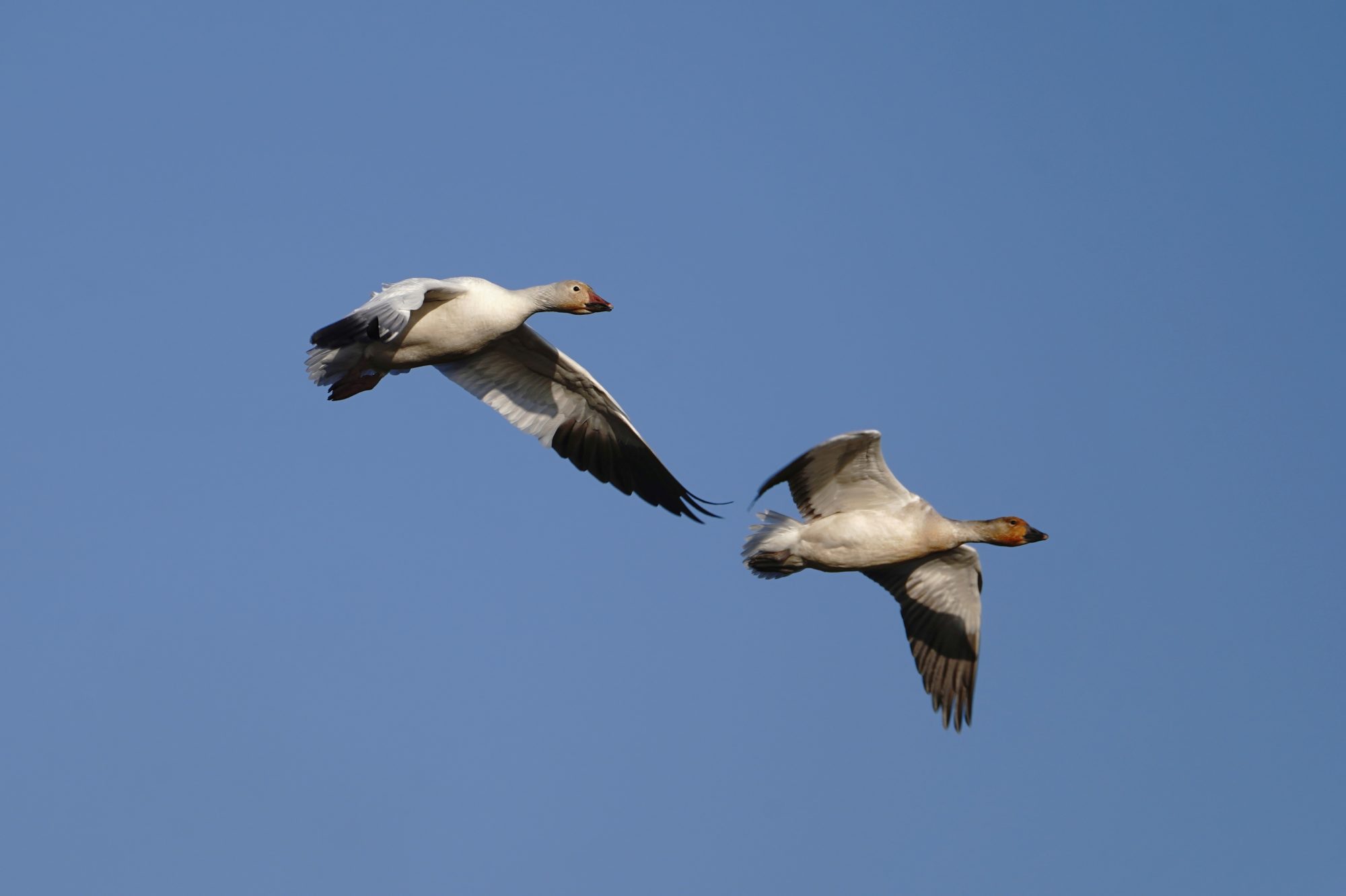 Snow Geese