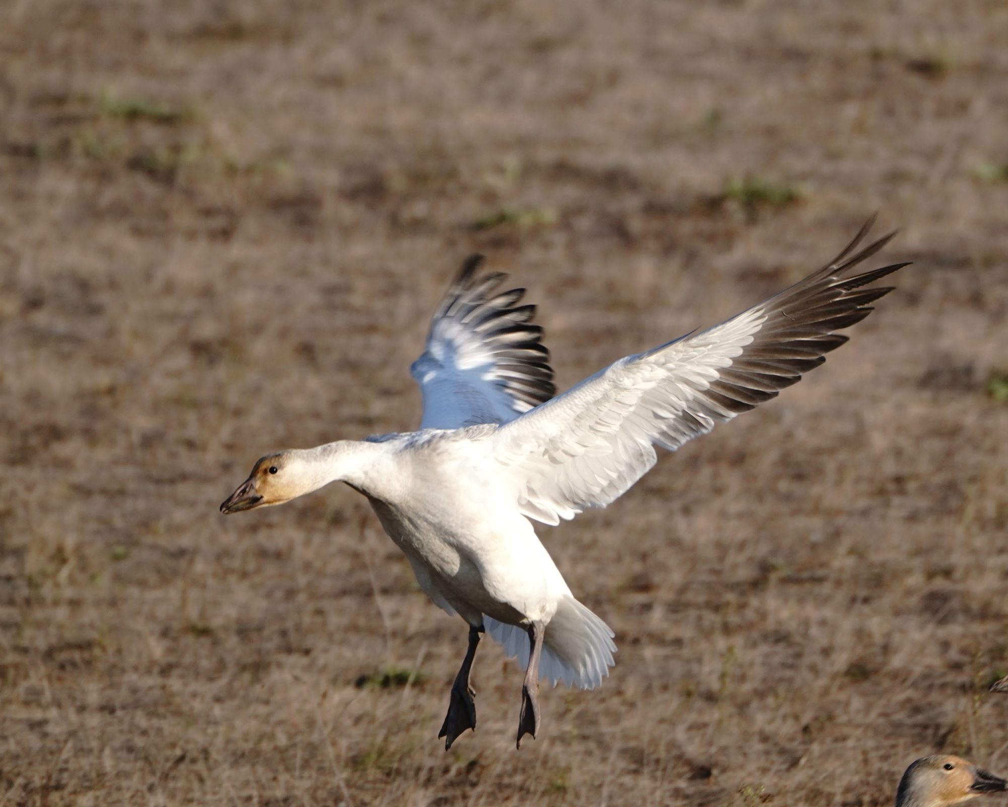 Snow Goose