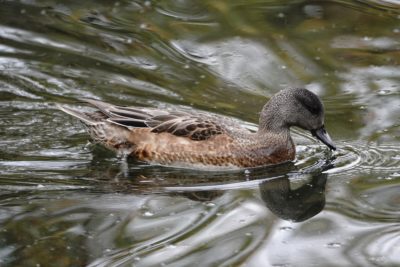 American Wigeon female