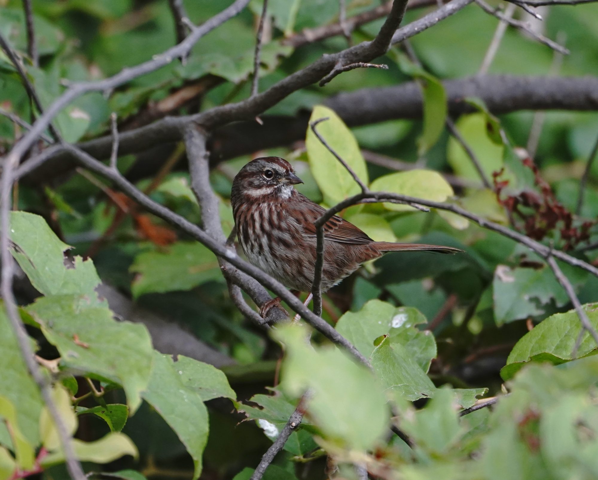 Song Sparrow