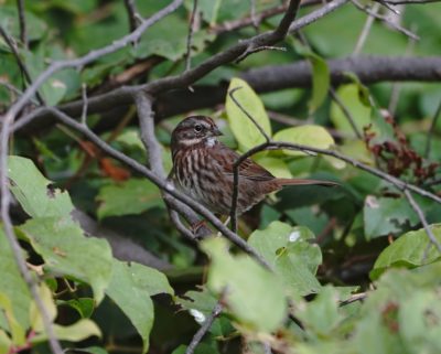 Song Sparrow