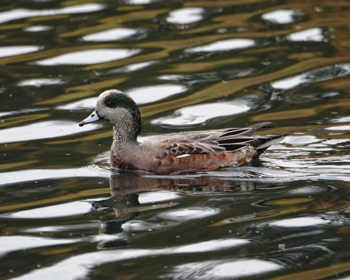 Wigeon male