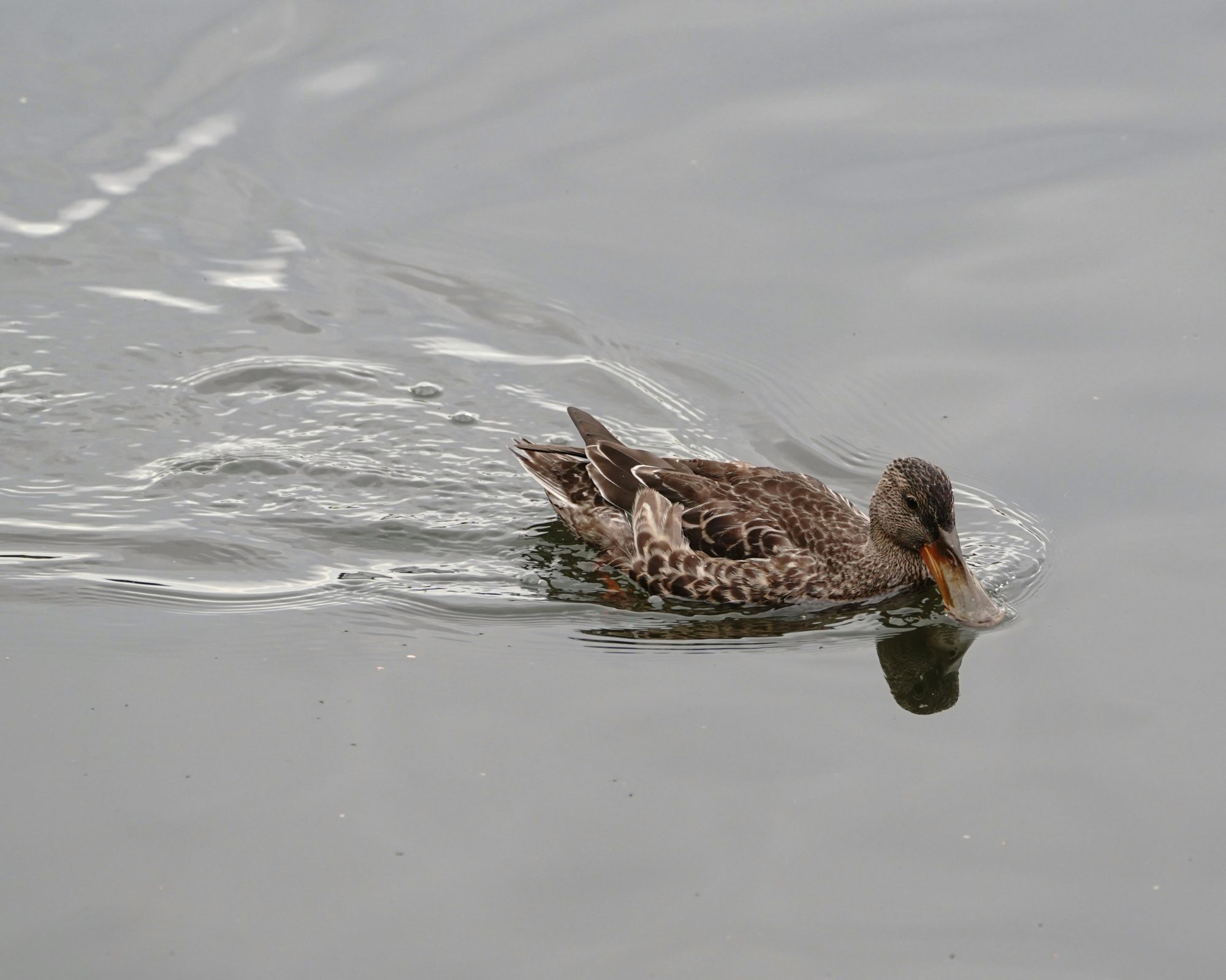 Northern Shoveler female