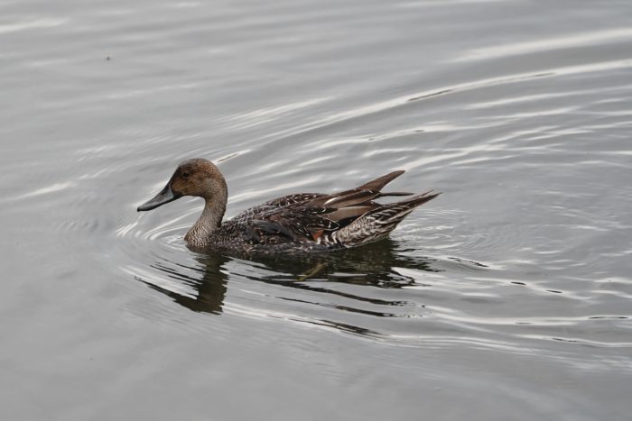 Northern Pintail