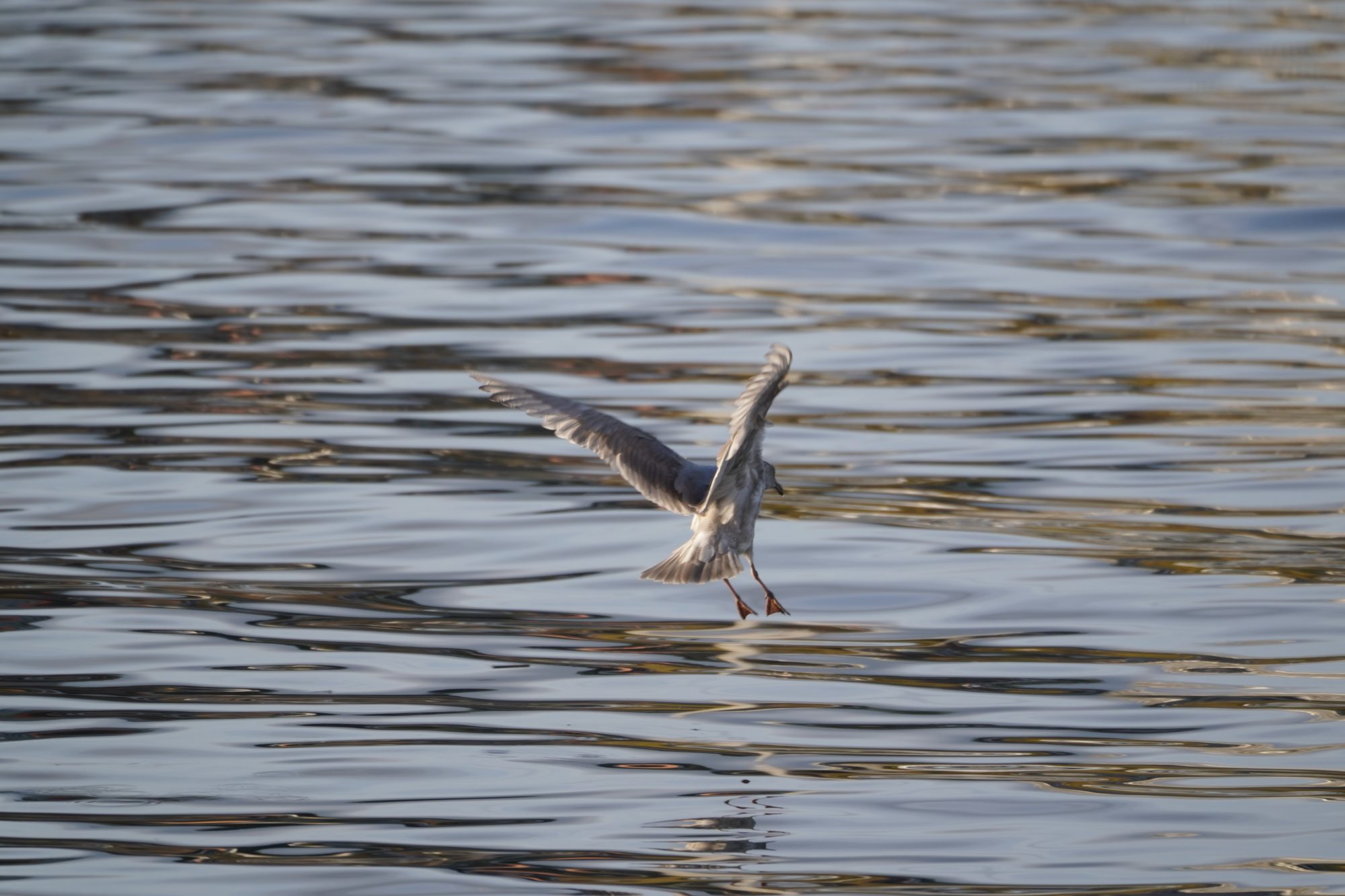 Seagull landing on water