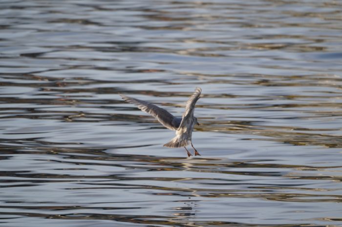 Seagull landing on water