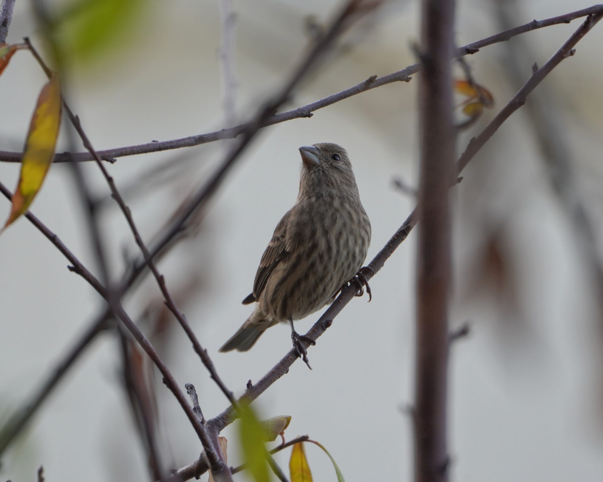 House Finch