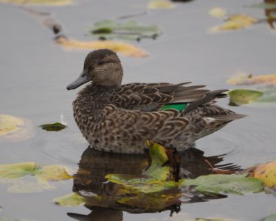 Green-winged Teal