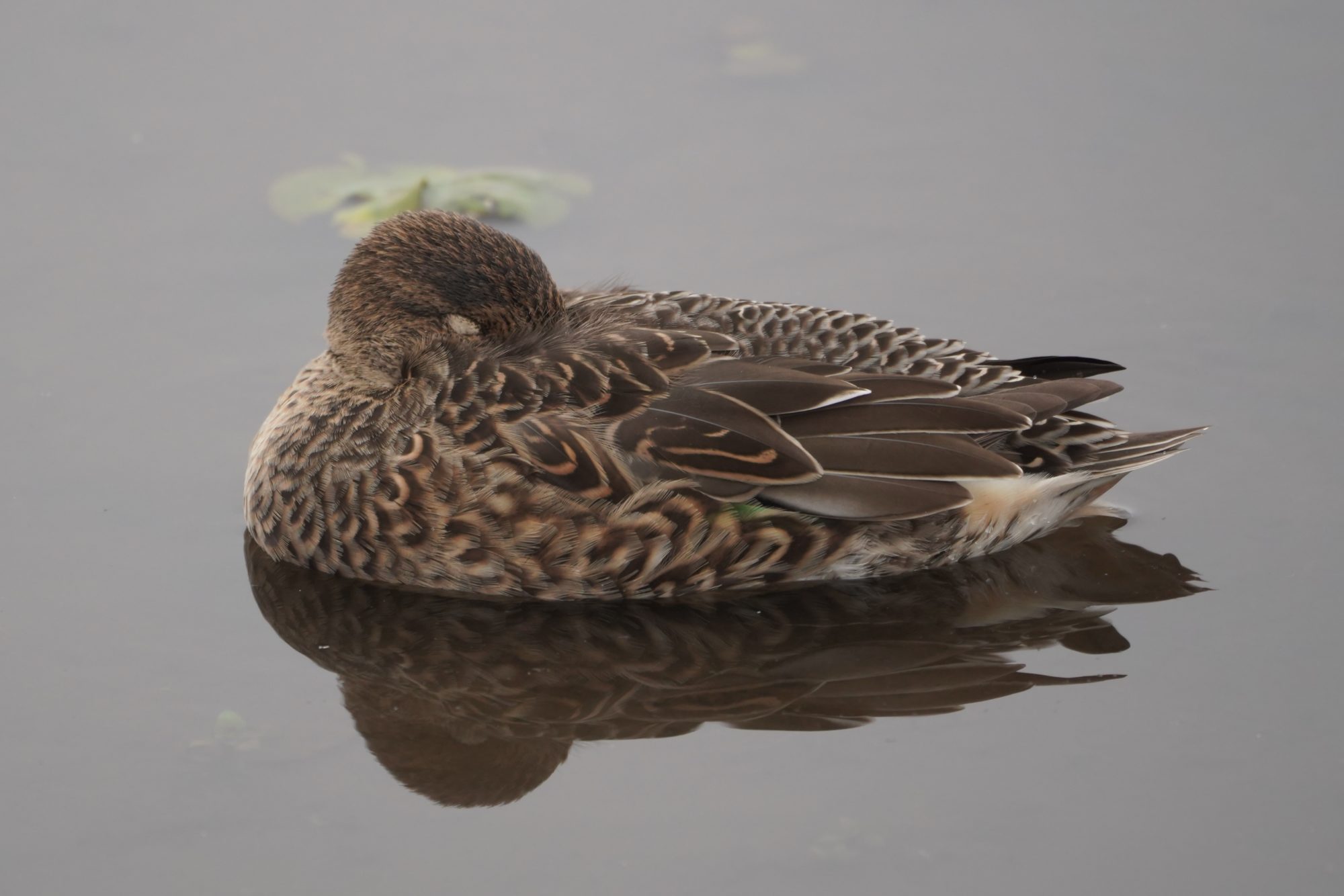 Green-winged Teal