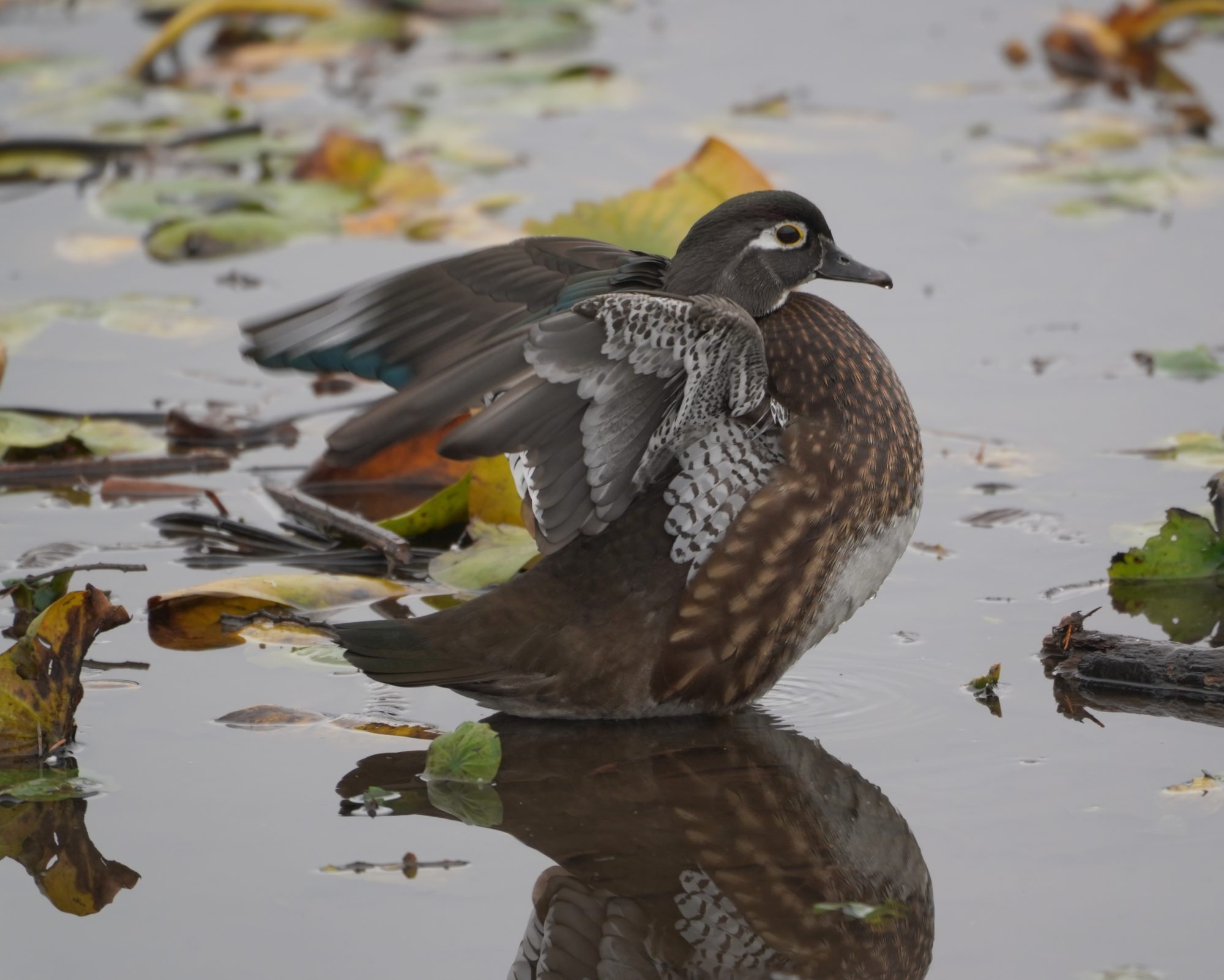 Wood Duck