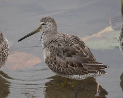 Long-billed Dowitcher