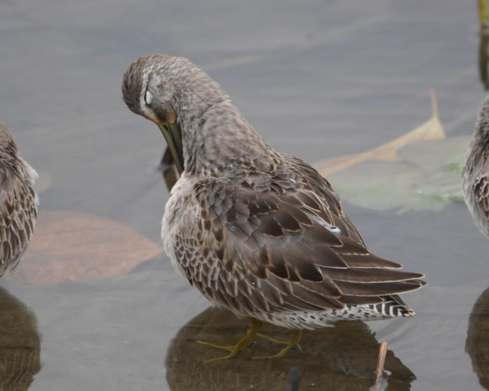 Long-billed Dowitcher