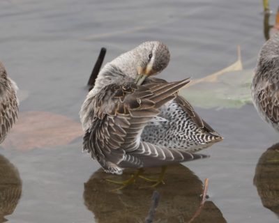 Long-billed Dowitcher