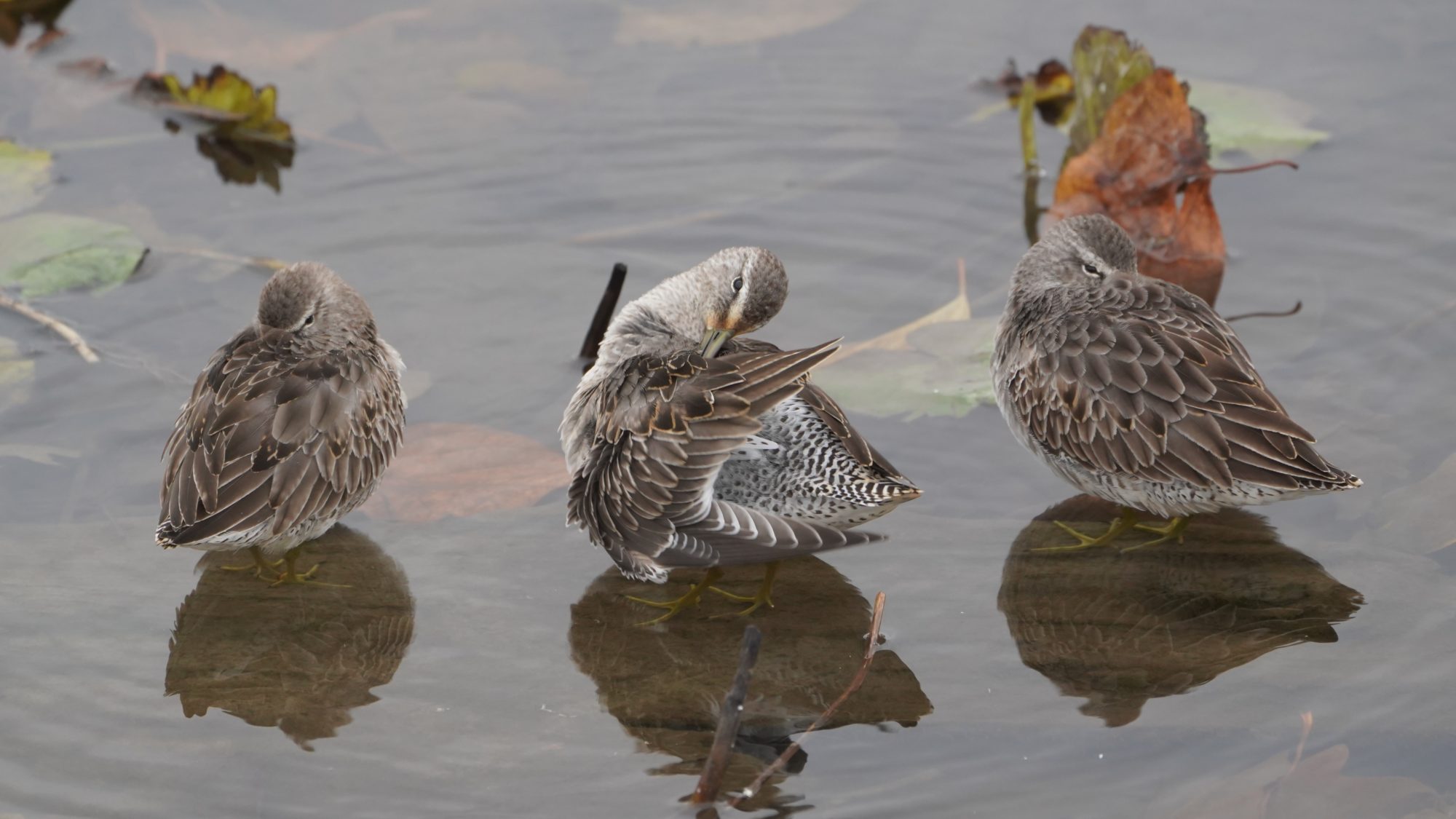 Long-billed Dowitchers