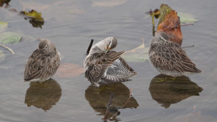 Long-billed Dowitchers