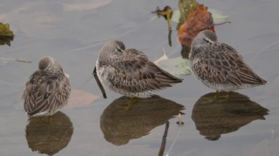 Long-billed Dowitchers