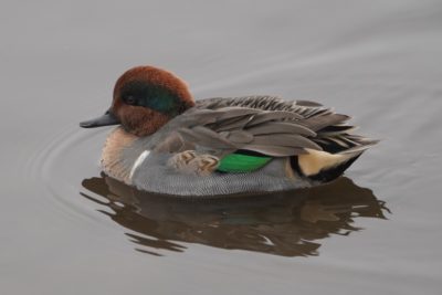 Green-winged Teal