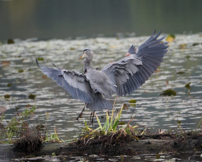 Great Blue Heron landing