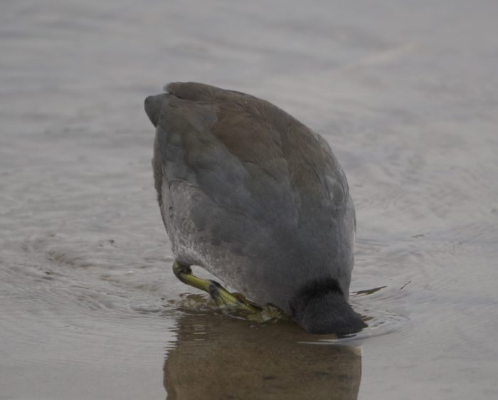 American Coot