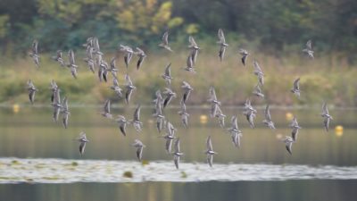 Dowitchers in flight