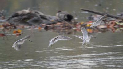 Dowitchers in flight