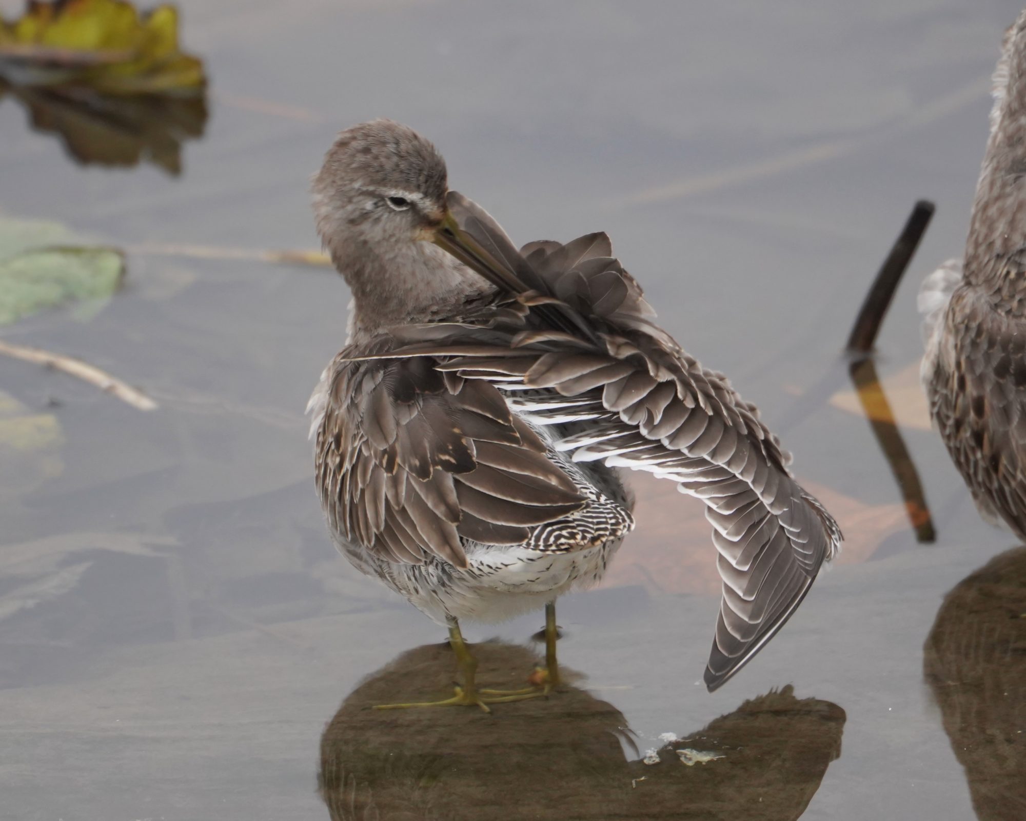 Long-billed Dowitcher