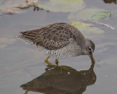 Long-billed Dowitcher