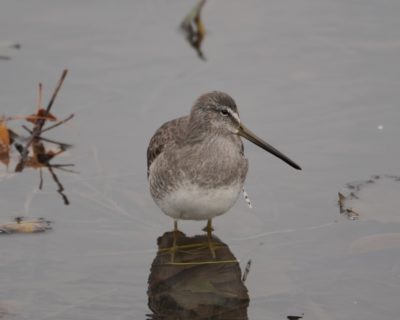 Long-billed Dowitcher