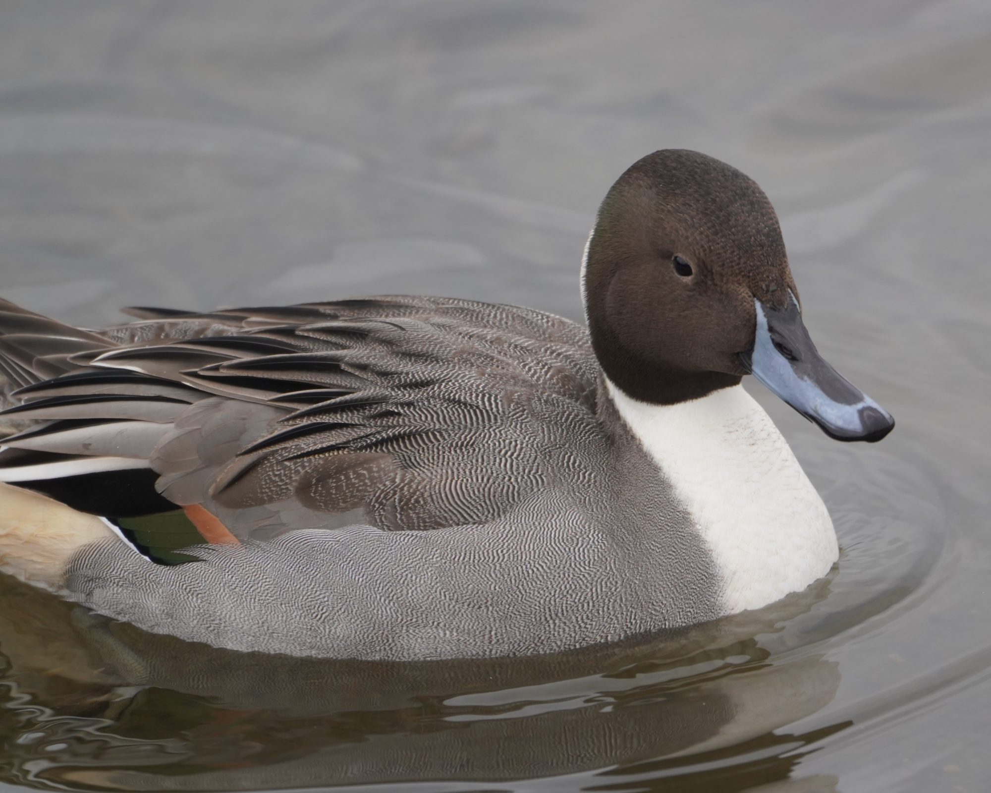 Northern Pintail